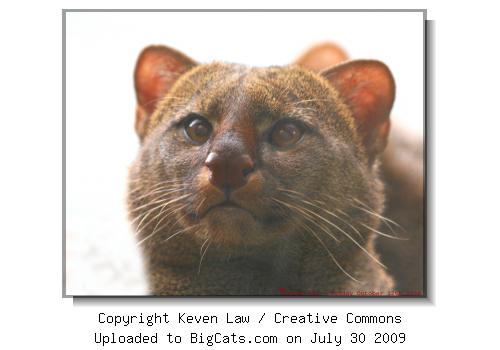 Jaguarundi - Rare Species Conservation Centre, Kent, England