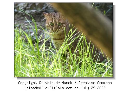 Rusty-spotted Cat