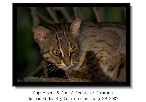 Rusty-spotted cat, Chamundi Hills, Mysore, KA, INDIA