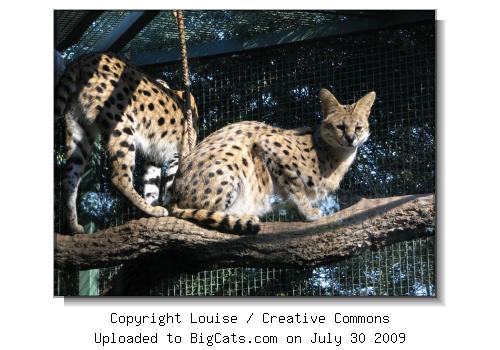 Serval in Tree