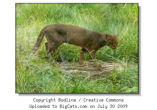 Jaguarundi at Prague Zoo