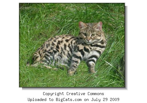 Black-footed cat in grass.