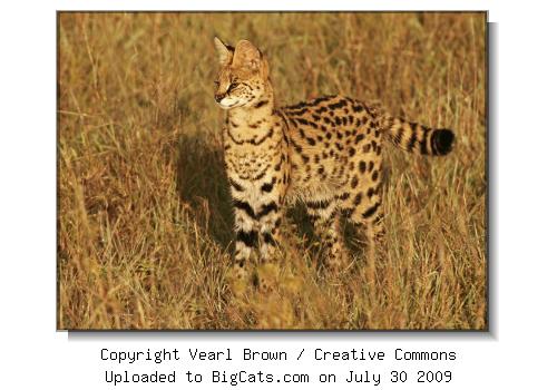 Serval in the Mara