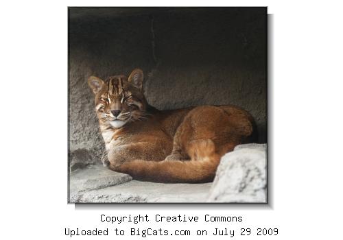 Asiatic Golden Cat in Shallow Cave