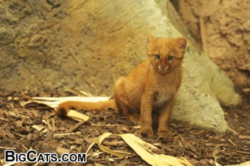 Jaguarundi (Puma yagouaroundi) - RSCC (rarespeciesconservationcentre.org)