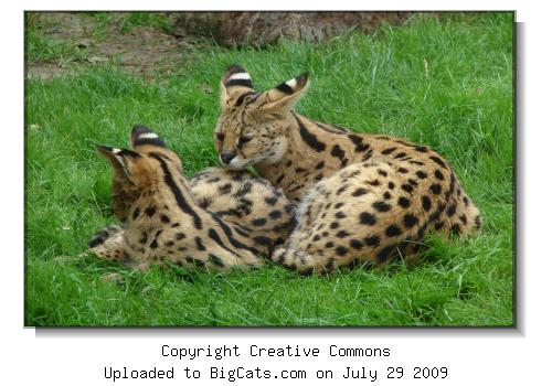 Two young servals in Thoiry Zoo