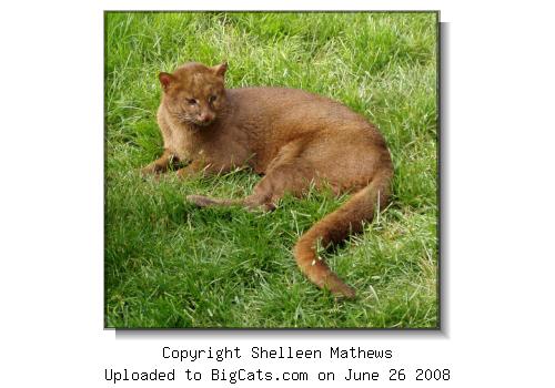 Jaguarundi At Wild Felid Advocacy Center of Washington