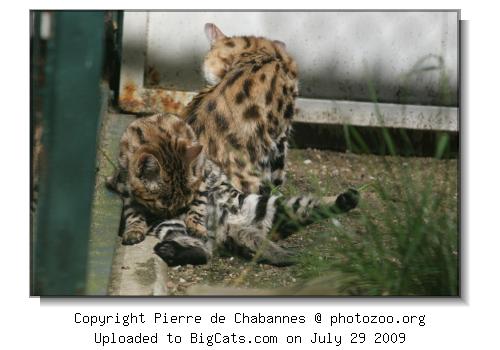 Black-footed cats at zoo of Wuppertal