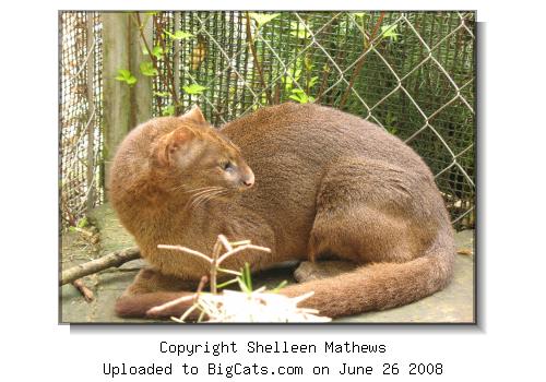 Jaguarundi At Wild Felid Advocacy Center of Washington