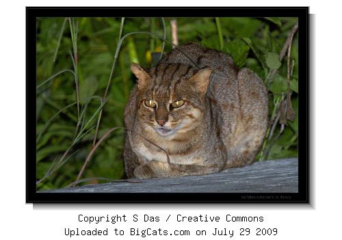 Rusty Spotted Cat, Mysore KA India