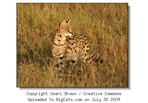 Wild Serval