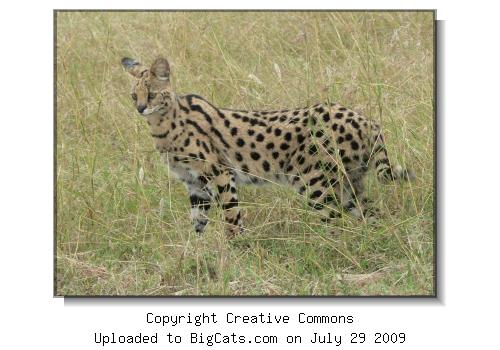 Serval in Tanzania