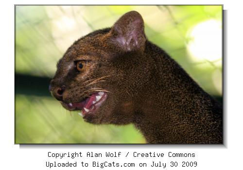 Jaguarundi