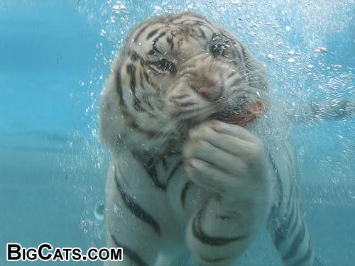 tiger underwater