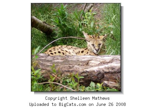 Serval at the Wild Felid Advocacy Center of Washington