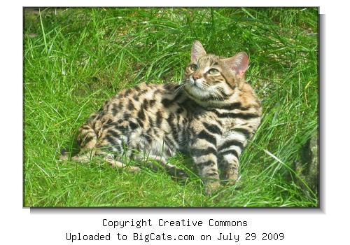 Black-footed cat, Zoo Wuppertal Germany