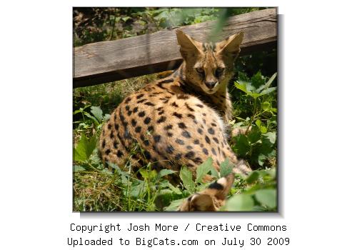 Serval Spots