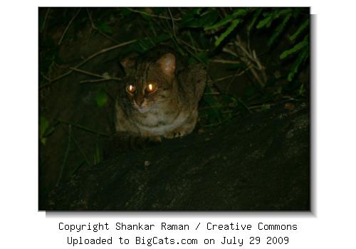 Rusty-spotted cat in its natural habitat in the Anamalai hills, south India.